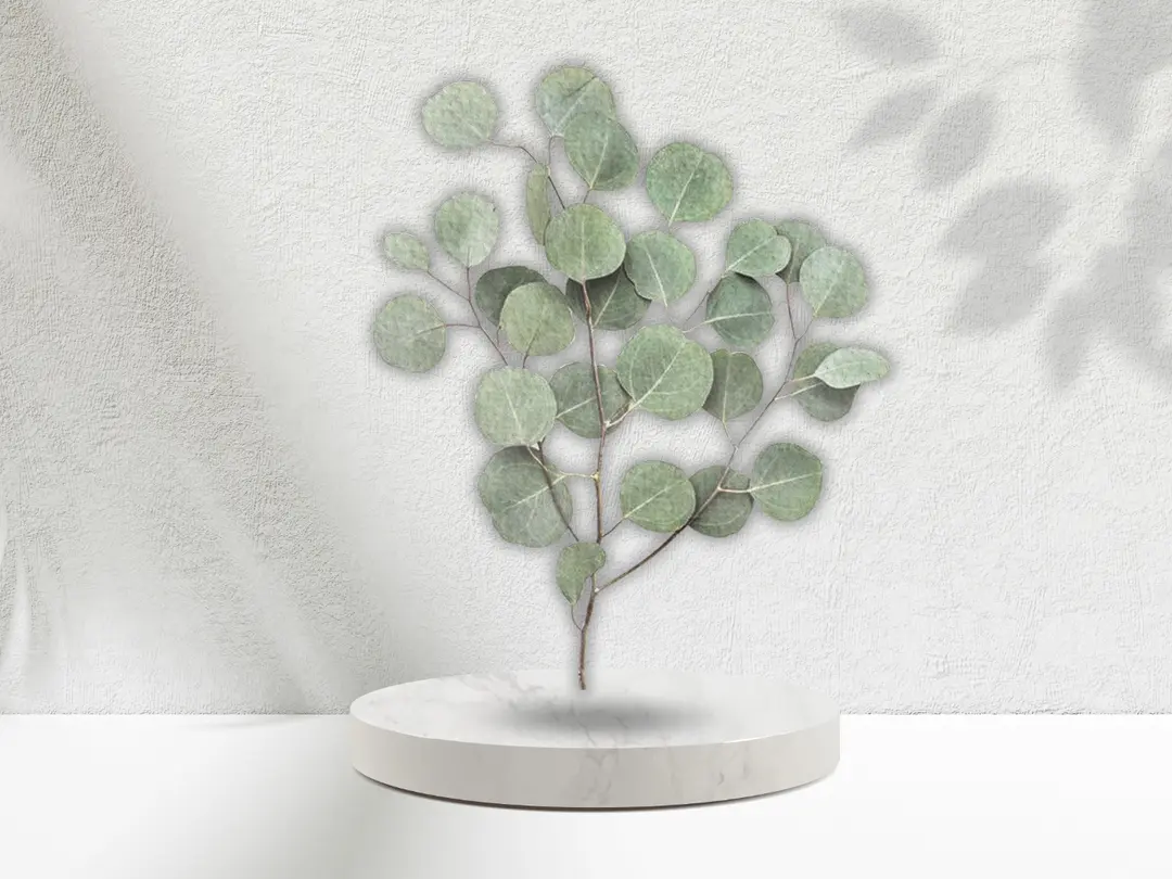 Eucalyptus